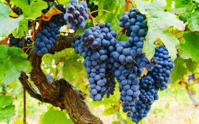Astuce Viniculture